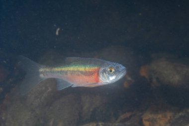 Nehirdeki Rosyside Dace