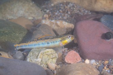 Nehrin dibindeki Roanoke dartı