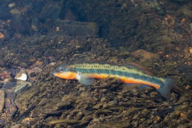 Nehir yatağında mandalina dartı