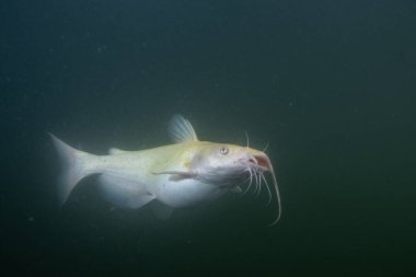 Gölde albino carfish