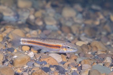 Western blacknose dace in a creek clipart