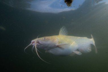 Gölde albino carfish