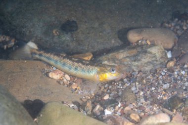 Nehir yatağında Roanoke darter