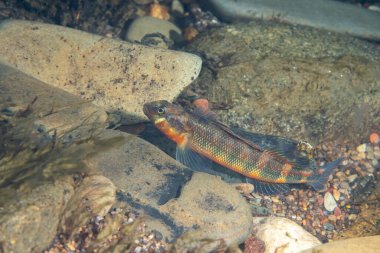 Nehrin dibindeki Gilt darter