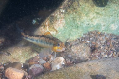 Roanoke darter kayalık nehir yatağında