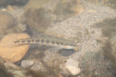 Dusky darter bir nehirde avlanıyor