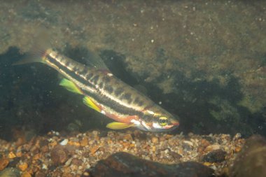 Dağlı kızıl göbek Dace kayalık bir nehirde