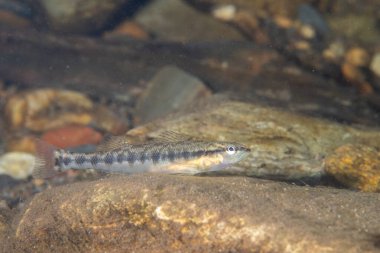 # Kayanın tepesindeki köprüde #