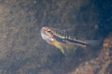Dağlı kızıl göbek Dace kayalık bir nehirde