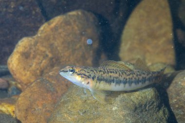 Kayalık nehir tabanında bronz darter