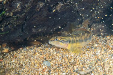 Hızlı akan nehirde bronz dartı