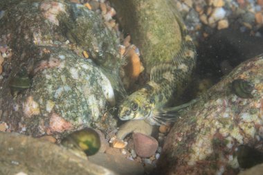 Dişi Roanoke darter nehir yatağında