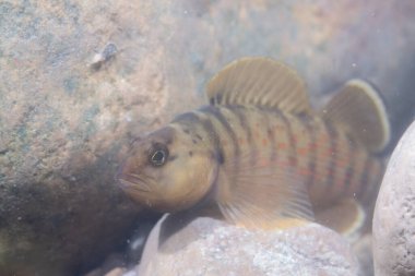 Bluebreast darter with fins splayed out clipart