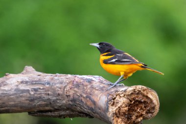 Baltimore Oriole Bir kütük üzerinde
