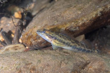 Kayalık nehir tabanında bronz darter