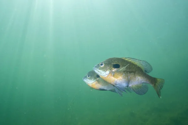 Two bluegill swimming with sun over the water