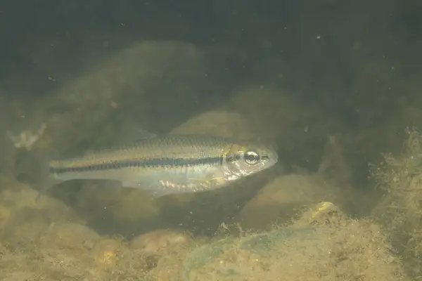 Nehirde balık burunlu balık