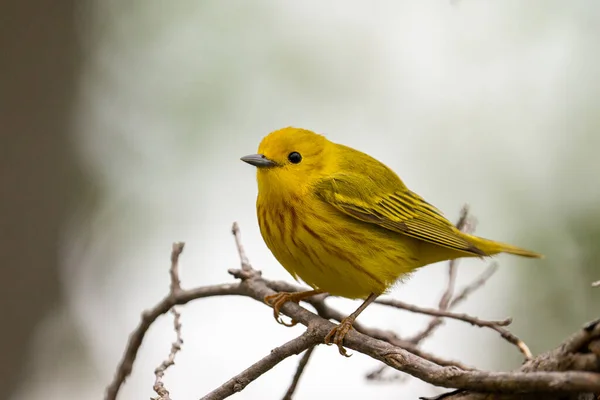 Yellow warbler on a perch