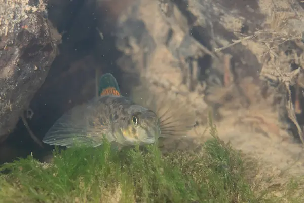 Nehirde sergilenen Greenside dartı