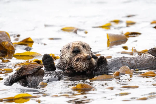 Su samurları su yosunu yatağında birlikte.