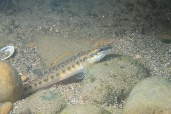 Nehrin dibinde sergilenen narin kafa dartı.