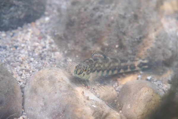 Bir nehrin dibinde sergilenen bant dartı.