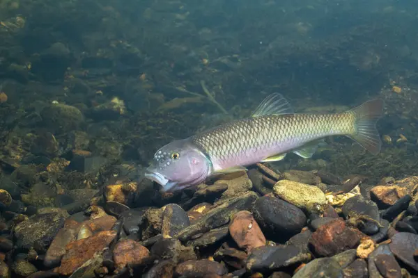 Kaya ve bina tepeciklerini tutan 