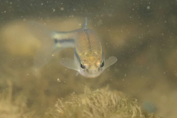 Sand shiner front view in a river