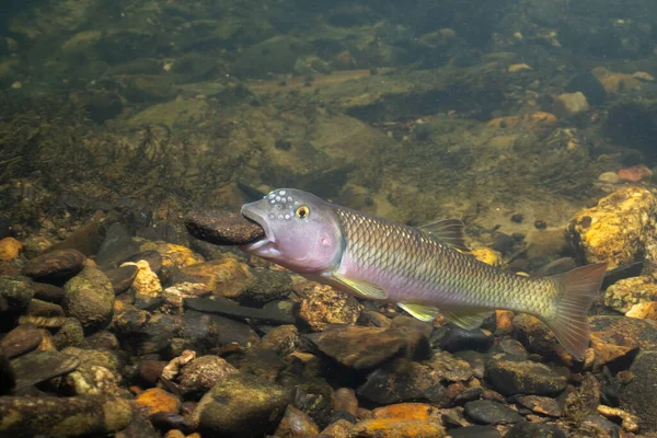 Kaya ve bina tepeciklerini tutan 
