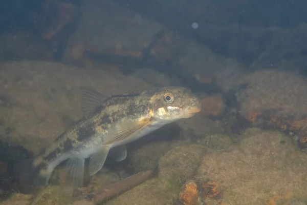 Kayalık bir nehir yatağında torrent emici