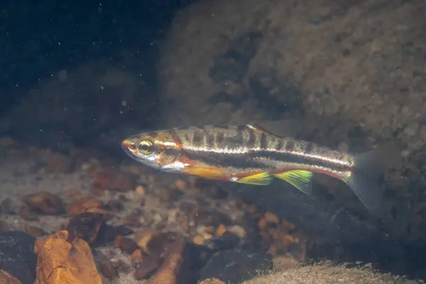 Dağlı kızıl göbek Dace kayalık bir nehirde