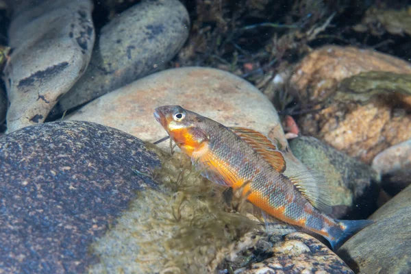 Gilt Darter Displaying Top Rock River Stock Picture