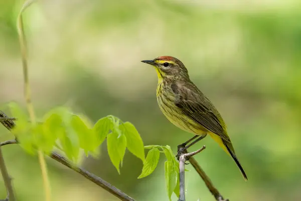 Palm Warbler Perch Forest Stock Image