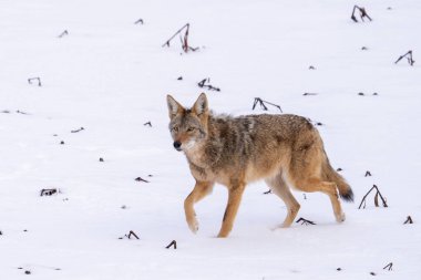 Karda yürüyen çakal.