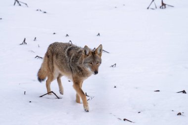 Karda yürüyen çakal.