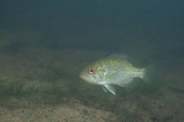 Nehirde kayalık levrek