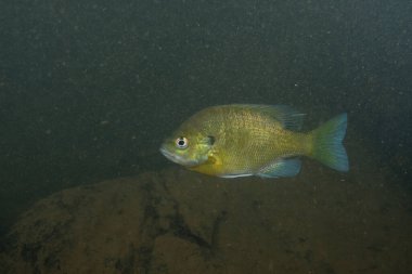 Koyu kayalık bir nehirde mavi yüzgeçli