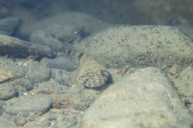 Nehrin dibindeki benekli heykel