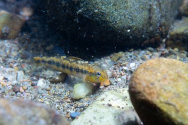 Nehir yatağında Roanoke dartı