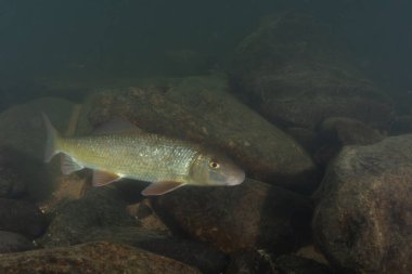 Kayalık bir nehirde yüzen siyah kırmızı at
