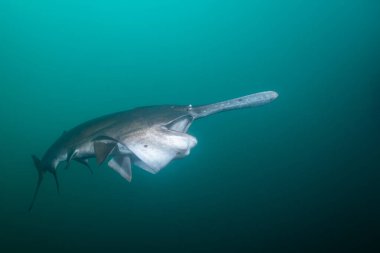 Amerikan kürek balığı gölde planktonla besleniyor.