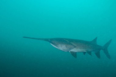 Mavi gölde ağzı kapalı yüzen Amerikan kürek balığı.