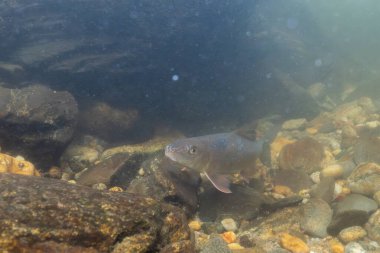 Kayalık bir nehirde yüzen siyah kırmızı at