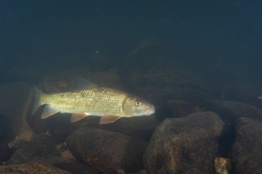 Kayalık bir nehirde yüzen siyah kırmızı at