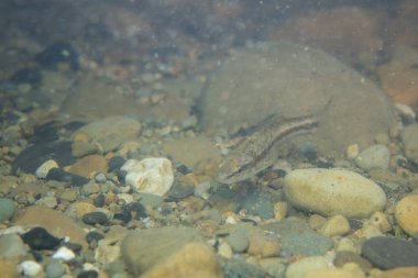 Batılı siyah burun kumlu bir derede.