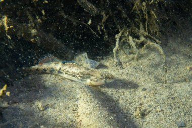 Dere yatağında portakallı darter. 