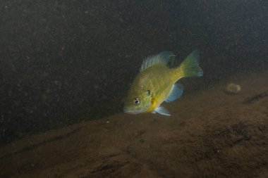 Koyu kayalık bir nehirde mavi yüzgeçli