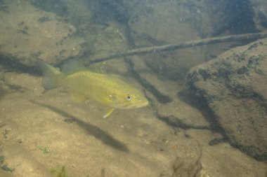 Küçük ağızlı levrek nehir tabanında yüzüyor.