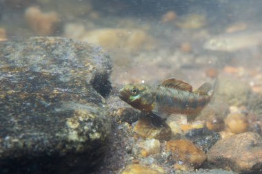 Kayalık nehir yatağında sergilenen Gilt darter