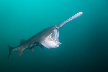 Amerikan kürek balığı gölde planktonla besleniyor.